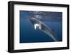 Adult Dwarf Minke Whale (Balaenoptera Acutorostrata) Underwater Near Ribbon 10 Reef-Michael Nolan-Framed Photographic Print