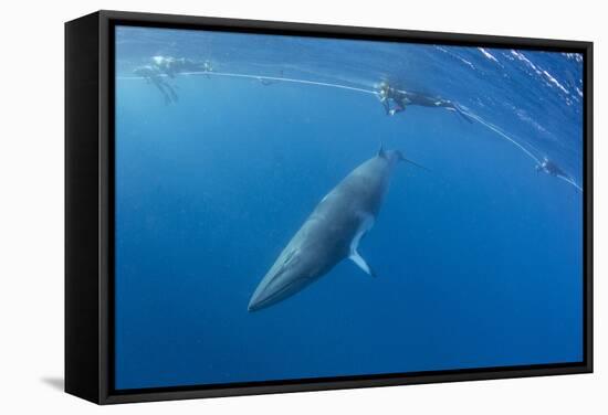 Adult Dwarf Minke Whale (Balaenoptera Acutorostrata) with Snorkelers Near Ribbon 10 Reef-Michael Nolan-Framed Stretched Canvas