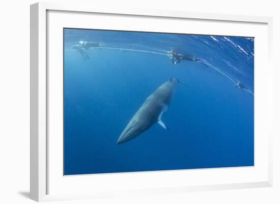 Adult Dwarf Minke Whale (Balaenoptera Acutorostrata) with Snorkelers Near Ribbon 10 Reef-Michael Nolan-Framed Photographic Print