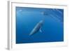 Adult Dwarf Minke Whale (Balaenoptera Acutorostrata) with Snorkelers Near Ribbon 10 Reef-Michael Nolan-Framed Photographic Print