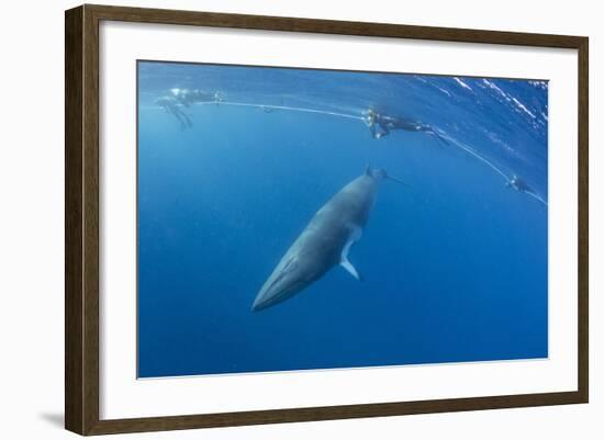 Adult Dwarf Minke Whale (Balaenoptera Acutorostrata) with Snorkelers Near Ribbon 10 Reef-Michael Nolan-Framed Photographic Print