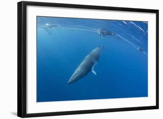 Adult Dwarf Minke Whale (Balaenoptera Acutorostrata) with Snorkelers Near Ribbon 10 Reef-Michael Nolan-Framed Photographic Print