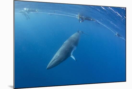 Adult Dwarf Minke Whale (Balaenoptera Acutorostrata) with Snorkelers Near Ribbon 10 Reef-Michael Nolan-Mounted Photographic Print