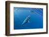 Adult Dwarf Minke Whale (Balaenoptera Acutorostrata) with Snorkelers Near Ribbon 10 Reef-Michael Nolan-Framed Photographic Print