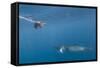 Adult Dwarf Minke Whale (Balaenoptera Acutorostrata)-Michael Nolan-Framed Stretched Canvas