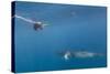 Adult Dwarf Minke Whale (Balaenoptera Acutorostrata)-Michael Nolan-Stretched Canvas