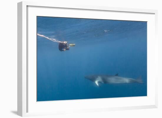 Adult Dwarf Minke Whale (Balaenoptera Acutorostrata)-Michael Nolan-Framed Photographic Print