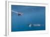 Adult Dwarf Minke Whale (Balaenoptera Acutorostrata)-Michael Nolan-Framed Photographic Print