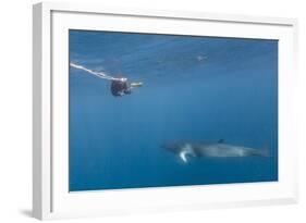 Adult Dwarf Minke Whale (Balaenoptera Acutorostrata)-Michael Nolan-Framed Photographic Print