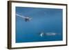 Adult Dwarf Minke Whale (Balaenoptera Acutorostrata)-Michael Nolan-Framed Photographic Print