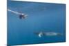 Adult Dwarf Minke Whale (Balaenoptera Acutorostrata)-Michael Nolan-Mounted Photographic Print