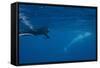 Adult Dwarf Minke Whale (Balaenoptera Acutorostrata)-Michael Nolan-Framed Stretched Canvas