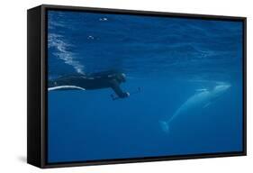 Adult Dwarf Minke Whale (Balaenoptera Acutorostrata)-Michael Nolan-Framed Stretched Canvas