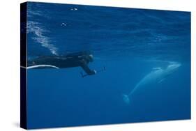 Adult Dwarf Minke Whale (Balaenoptera Acutorostrata)-Michael Nolan-Stretched Canvas