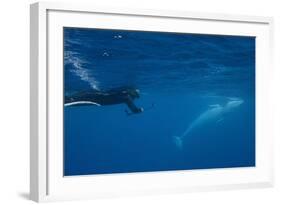 Adult Dwarf Minke Whale (Balaenoptera Acutorostrata)-Michael Nolan-Framed Photographic Print