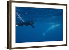 Adult Dwarf Minke Whale (Balaenoptera Acutorostrata)-Michael Nolan-Framed Photographic Print