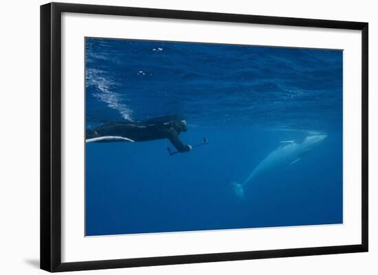 Adult Dwarf Minke Whale (Balaenoptera Acutorostrata)-Michael Nolan-Framed Photographic Print