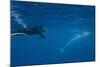 Adult Dwarf Minke Whale (Balaenoptera Acutorostrata)-Michael Nolan-Mounted Photographic Print