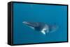 Adult Dwarf Minke Whale (Balaenoptera Acutorostrata)-Michael Nolan-Framed Stretched Canvas