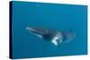 Adult Dwarf Minke Whale (Balaenoptera Acutorostrata)-Michael Nolan-Stretched Canvas