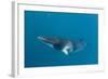 Adult Dwarf Minke Whale (Balaenoptera Acutorostrata)-Michael Nolan-Framed Photographic Print