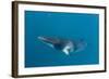 Adult Dwarf Minke Whale (Balaenoptera Acutorostrata)-Michael Nolan-Framed Photographic Print