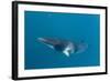 Adult Dwarf Minke Whale (Balaenoptera Acutorostrata)-Michael Nolan-Framed Photographic Print