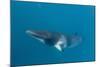 Adult Dwarf Minke Whale (Balaenoptera Acutorostrata)-Michael Nolan-Mounted Photographic Print