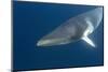 Adult Dwarf Minke Whale (Balaenoptera Acutorostrata)-Michael Nolan-Mounted Photographic Print
