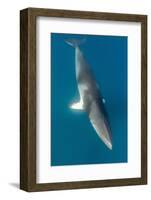 Adult Dwarf Minke Whale (Balaenoptera Acutorostrata)-Michael Nolan-Framed Photographic Print