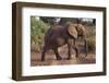 Adult Elephant Crossing a Road-DLILLC-Framed Photographic Print