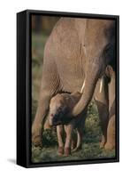 Adult Elephant Guarding Baby-DLILLC-Framed Stretched Canvas