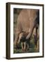 Adult Elephant Guarding Baby-DLILLC-Framed Photographic Print