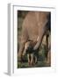 Adult Elephant Guarding Baby-DLILLC-Framed Photographic Print