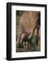 Adult Elephant Guarding Baby-DLILLC-Framed Photographic Print
