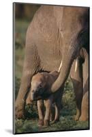 Adult Elephant Guarding Baby-DLILLC-Mounted Photographic Print