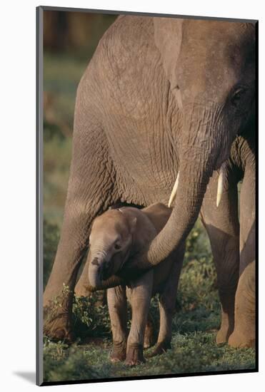 Adult Elephant Guarding Baby-DLILLC-Mounted Photographic Print