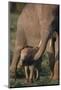 Adult Elephant Guarding Baby-DLILLC-Mounted Photographic Print