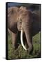 Adult Elephant Picking Leaves off Bushes-DLILLC-Framed Stretched Canvas