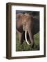 Adult Elephant Picking Leaves off Bushes-DLILLC-Framed Photographic Print