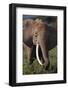 Adult Elephant Picking Leaves off Bushes-DLILLC-Framed Photographic Print