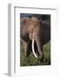 Adult Elephant Picking Leaves off Bushes-DLILLC-Framed Photographic Print