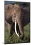 Adult Elephant Picking Leaves off Bushes-DLILLC-Mounted Photographic Print