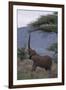 Adult Elephant Reaching for Tree Leaves-DLILLC-Framed Premium Photographic Print