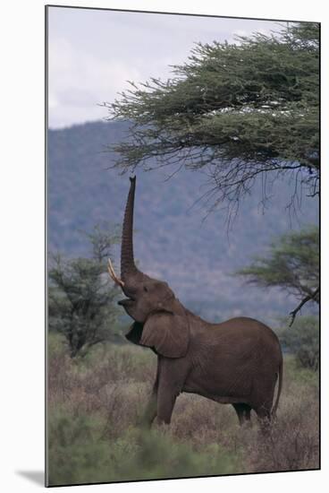 Adult Elephant Reaching for Tree Leaves-DLILLC-Mounted Premium Photographic Print