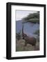 Adult Elephant Reaching for Tree Leaves-DLILLC-Framed Photographic Print