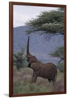 Adult Elephant Reaching for Tree Leaves-DLILLC-Framed Photographic Print