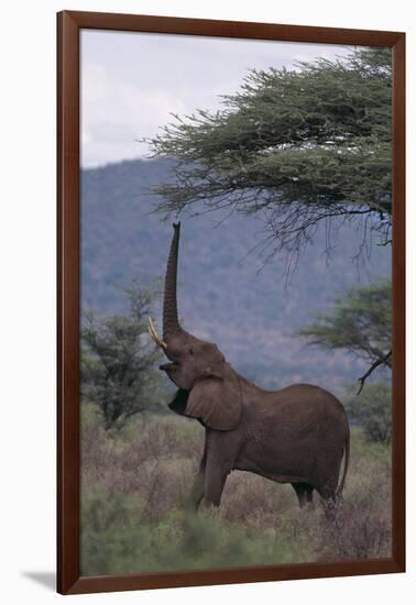 Adult Elephant Reaching for Tree Leaves-DLILLC-Framed Photographic Print