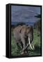 Adult Elephant Scratching its Leg-DLILLC-Framed Stretched Canvas