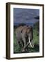 Adult Elephant Scratching its Leg-DLILLC-Framed Photographic Print